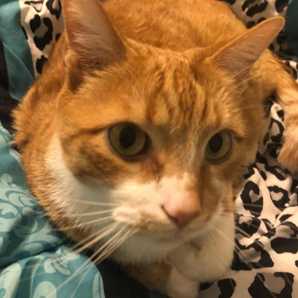 Meet your Posher, Emmy